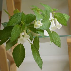 dulcis - botanical