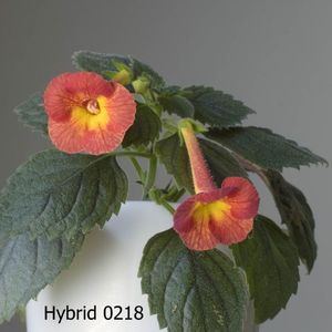 xA 0218