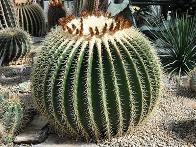 Eșec China - Echinocactus grussoni - cactus aurora boll