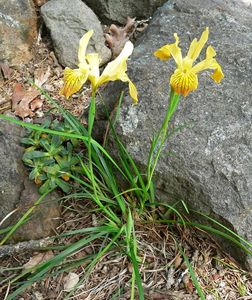 Iris innominata - Golden Iris