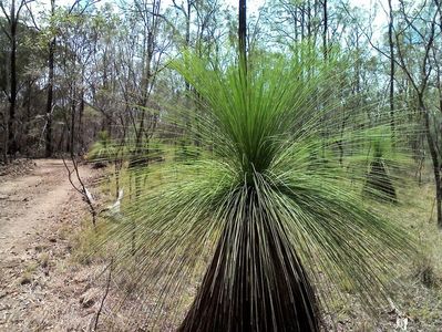 Eșec China - Arborele iarba australian