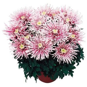 crizantema-cu-floare-mare-chusan5
