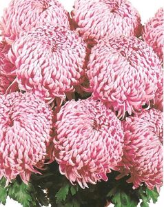 crizantema-floare-mare-roz-0013