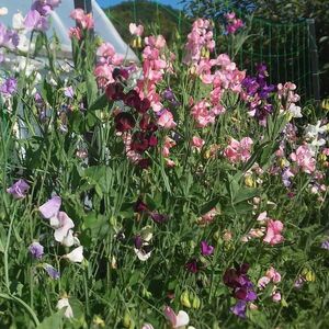 Sweet Pea Spencer Waved; Mazariche Parfumata - Sweet Pea Spencer Waved
