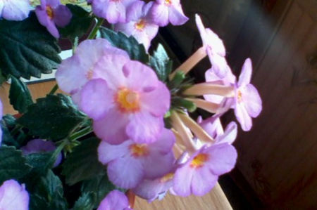 IMG2425A; Floare cu sase petale
