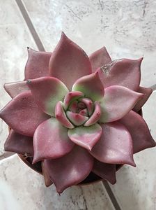 Echeveria agavoides Romeo Rubin