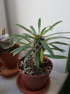 Pachypodium lamerei