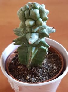 Euphorbia horrida f monstruosa