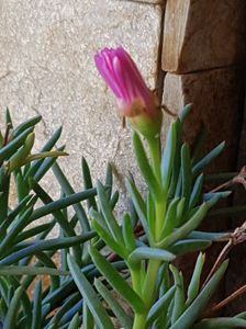 Lampranthus-chiar daca este in demisol mai deschide cate o floricica