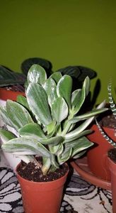 Crassula Ovata Variegata