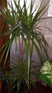 Dracena