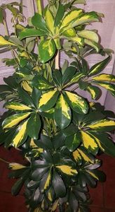 Schefflera