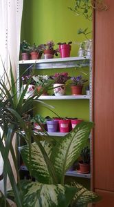 Dracaena si Dieffenbachia.