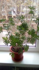 Pelargonium odoratissimum - Drusaim