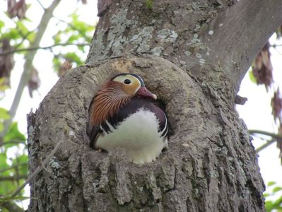 Rățoi Mandarin