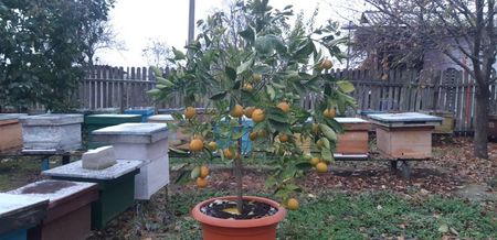 Citrus sinensis tarocco dal muso