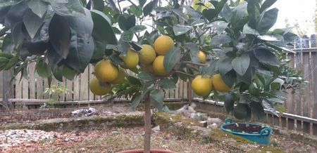 Citrus sinensis moro