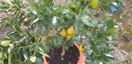 Citrus sinensis moro