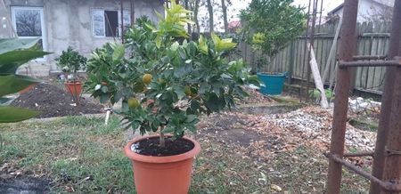 Citrus sinensis moro