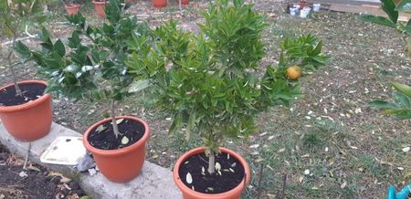 Citrus sinensis moro și citrus reticulata mandarin timpuriu