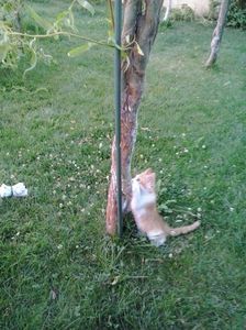 Eu sunt  Ghemotoc