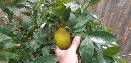 Citrus sinensis Washington navel