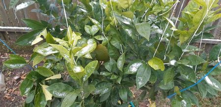 Citrus sinensis Washington navel