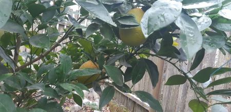 Citrus sinensis Washington navel