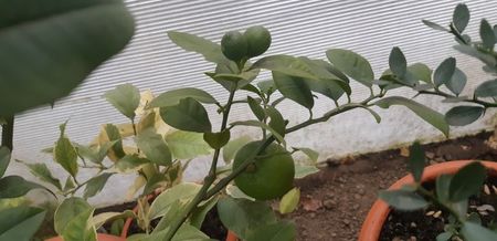 Citrus limon meyer x citrus sinensis doppio sanguino