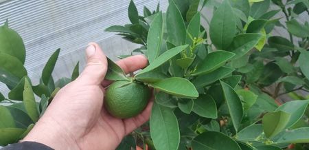 Citrus sinensis cara cara