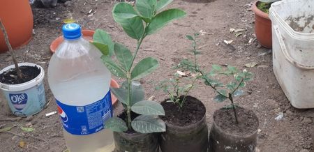 Lămâi Mexican roșu cu aromă de vanilie, australasica roz și australasica faustrime