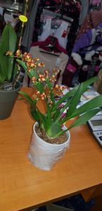 Oncidium cinnamon cu aroma de scorțișoară