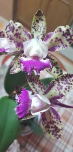 ORHIDEE CATTLEYA GREEN EMERALD 'QUEEN - CATTLEYA PISTRUIATA