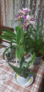 ORHIDEE CATTLEYA GREEN EMERALD 'QUEEN - CATTLEYA PISTRUIATA