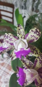 ORHIDEE CATTLEYA GREEN EMERALD 'QUEEN - CATTLEYA PISTRUIATA