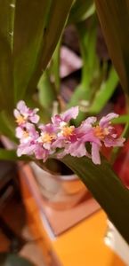ORHIDEE ONCIDIUM ORNITHORHYNCHUM FARA FLORI (AROMA DE VANILIE)