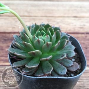 Echeveria Bini Gesseru