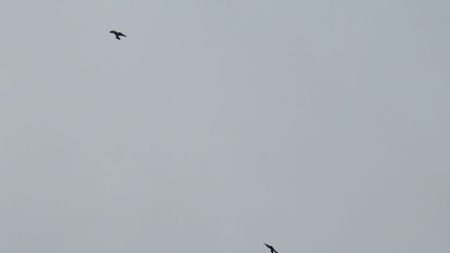1-IMG_0019