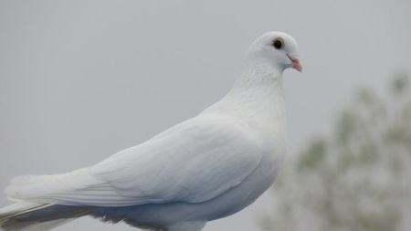 1-IMG_0010