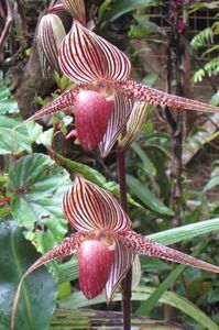 Orhideea Rotschild