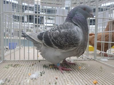 fem 2018 campion Fauna Baniei