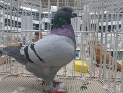 SAM_5317