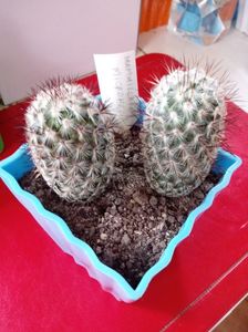 Mammillaria Microhelia