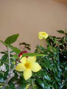 Allamanda