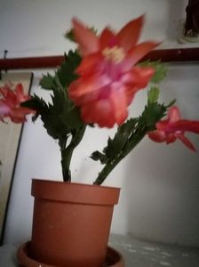 a inflorit si schlumbergera