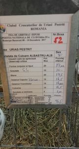 femela urias pestrit 96,5 pct