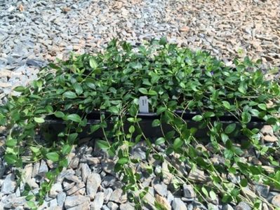 Vinca-minor-1801-500x375
