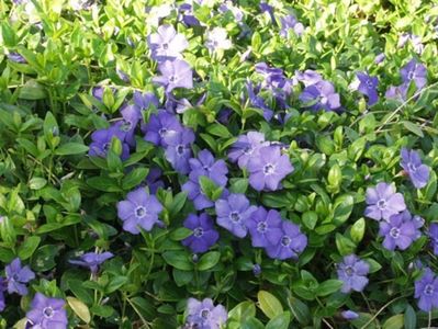 vinca-minor-saschiul_7738617
