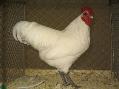 Cocos Australorp (2)