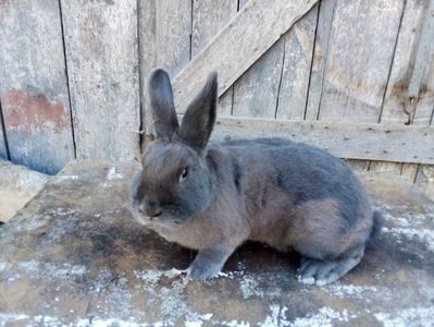 received_615901585478803; Mascul linie Nicu bodea în poza avea 6 luni în plina schimbare de blana

